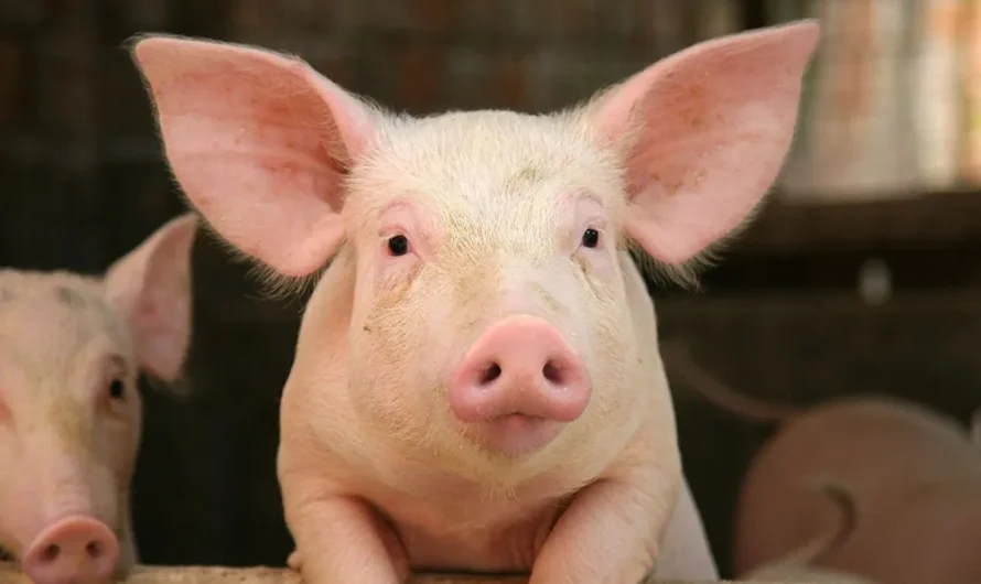 H1N1 – Gefährlicher Giftcocktail gegen Schweinegrippe