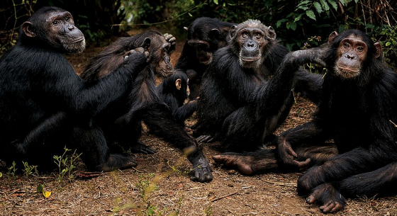 Chimpansees